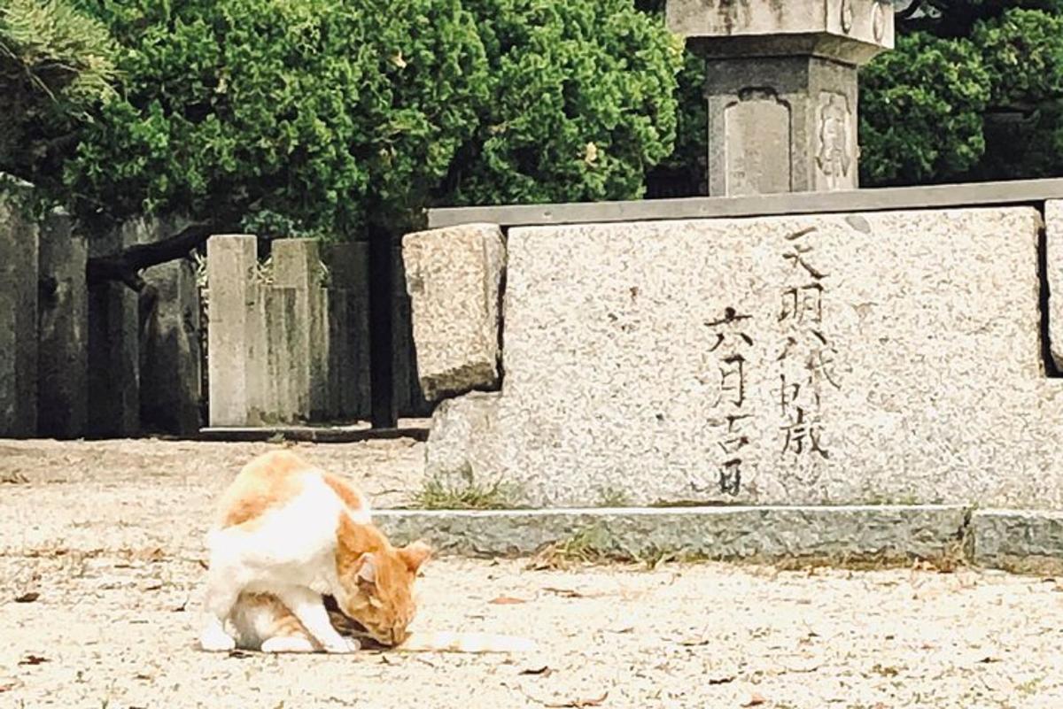 un gatto sdraiato a terra accanto a un muro