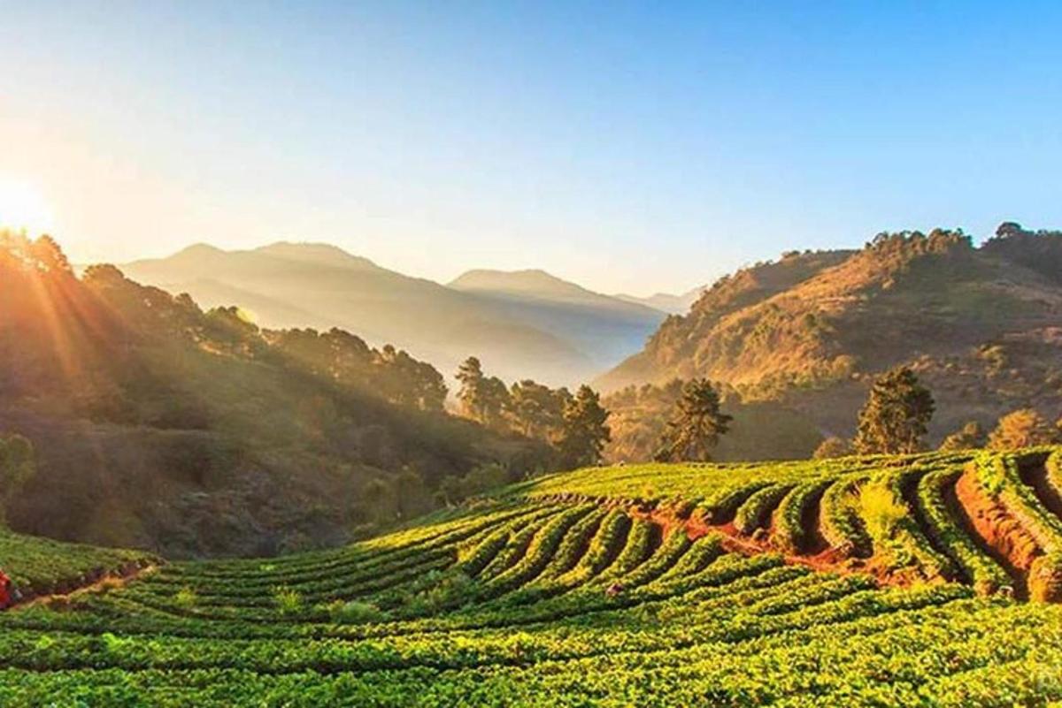 un campo di colture verdi su una collina con montagne sullo sfondo
