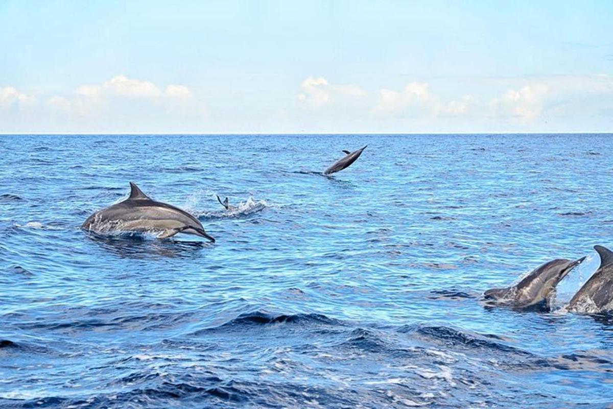 un grupo de delfines nadando en el agua