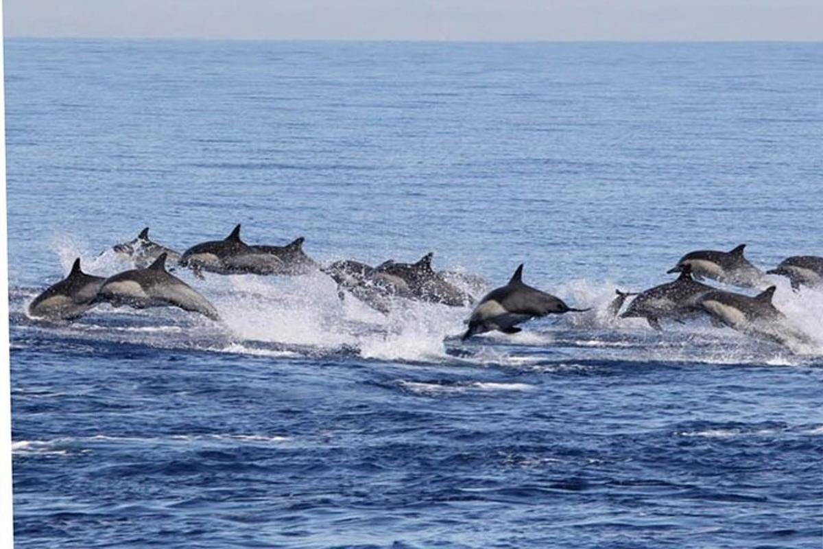 un grupo de delfines nadando en el agua