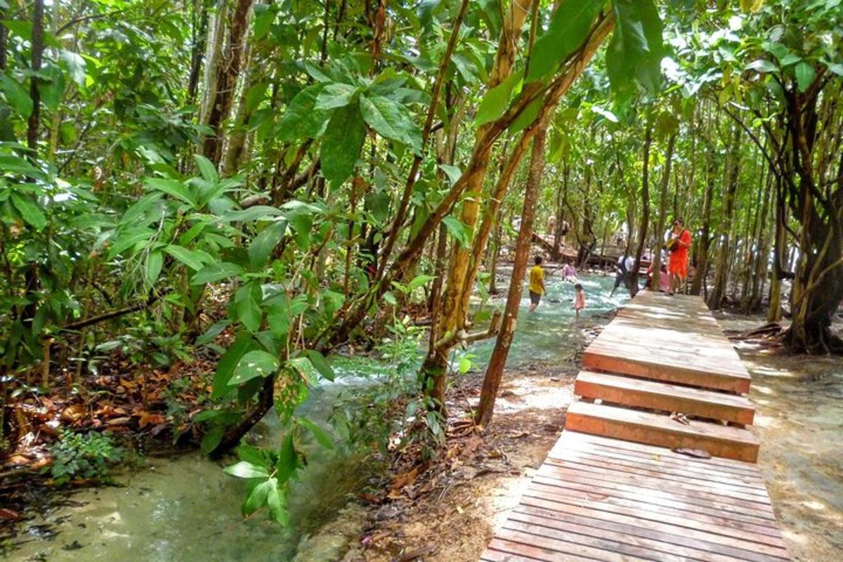 un sentiero di legno attraverso una foresta con persone che camminano su di esso