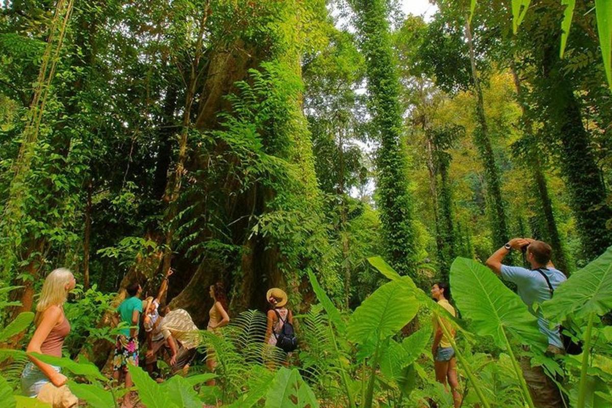 un gruppo di persone che camminano in una foresta