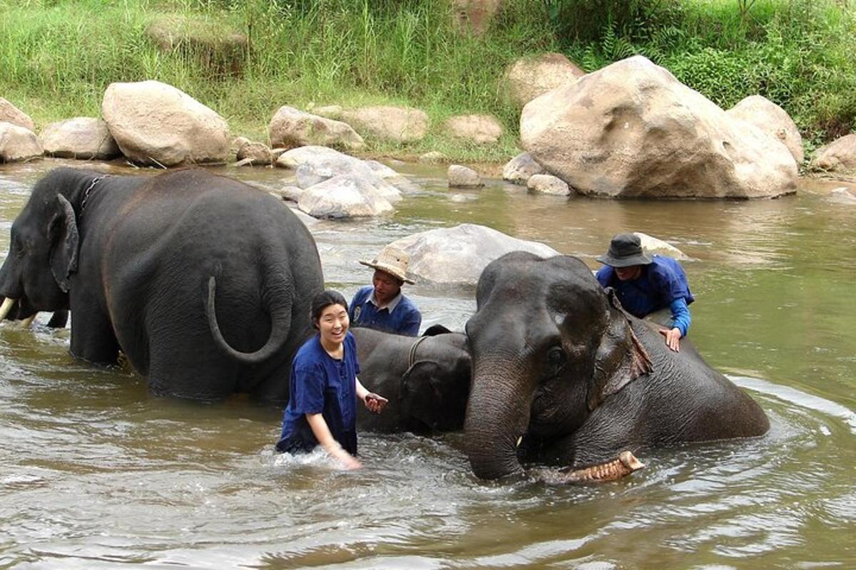 sekelompok orang di dalam air bersama gajah