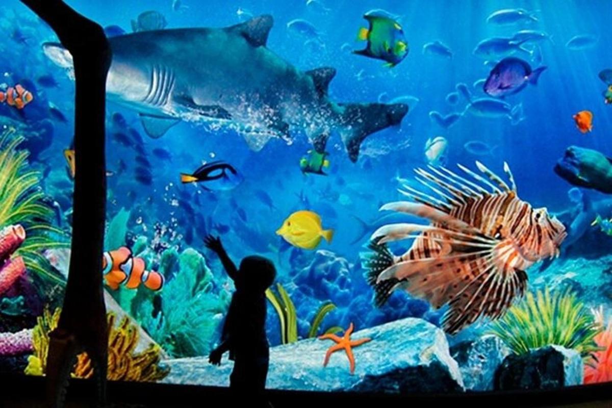 Attraction picture 1