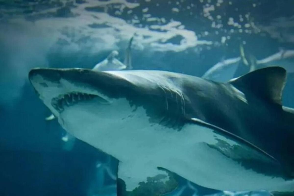 Attraction picture 7