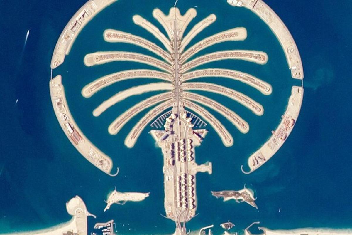 a painting of a palm tree and fish on a wall