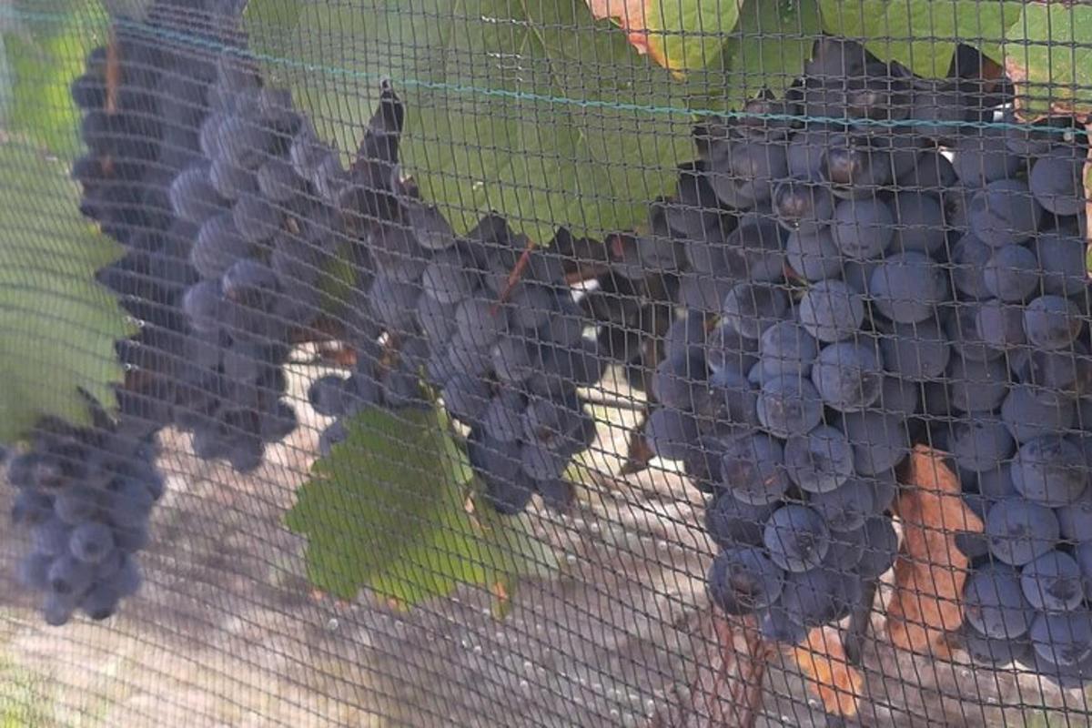 un grappolo d'uva rossa dietro una recinzione