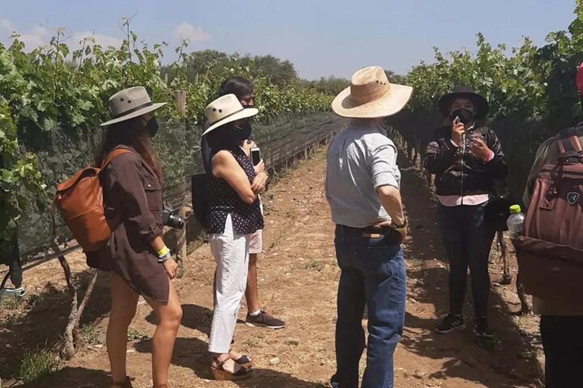 un gruppo di persone in piedi in un vigneto