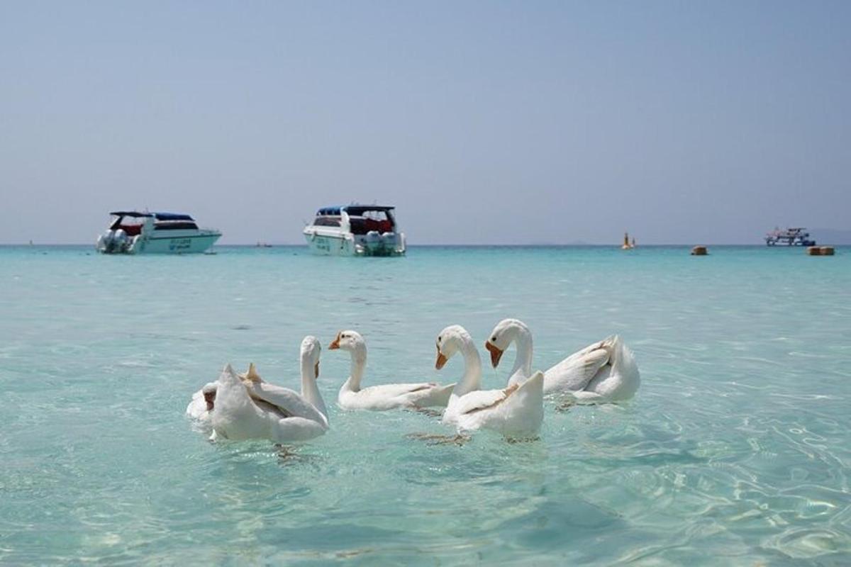a group of white birds standing in the water