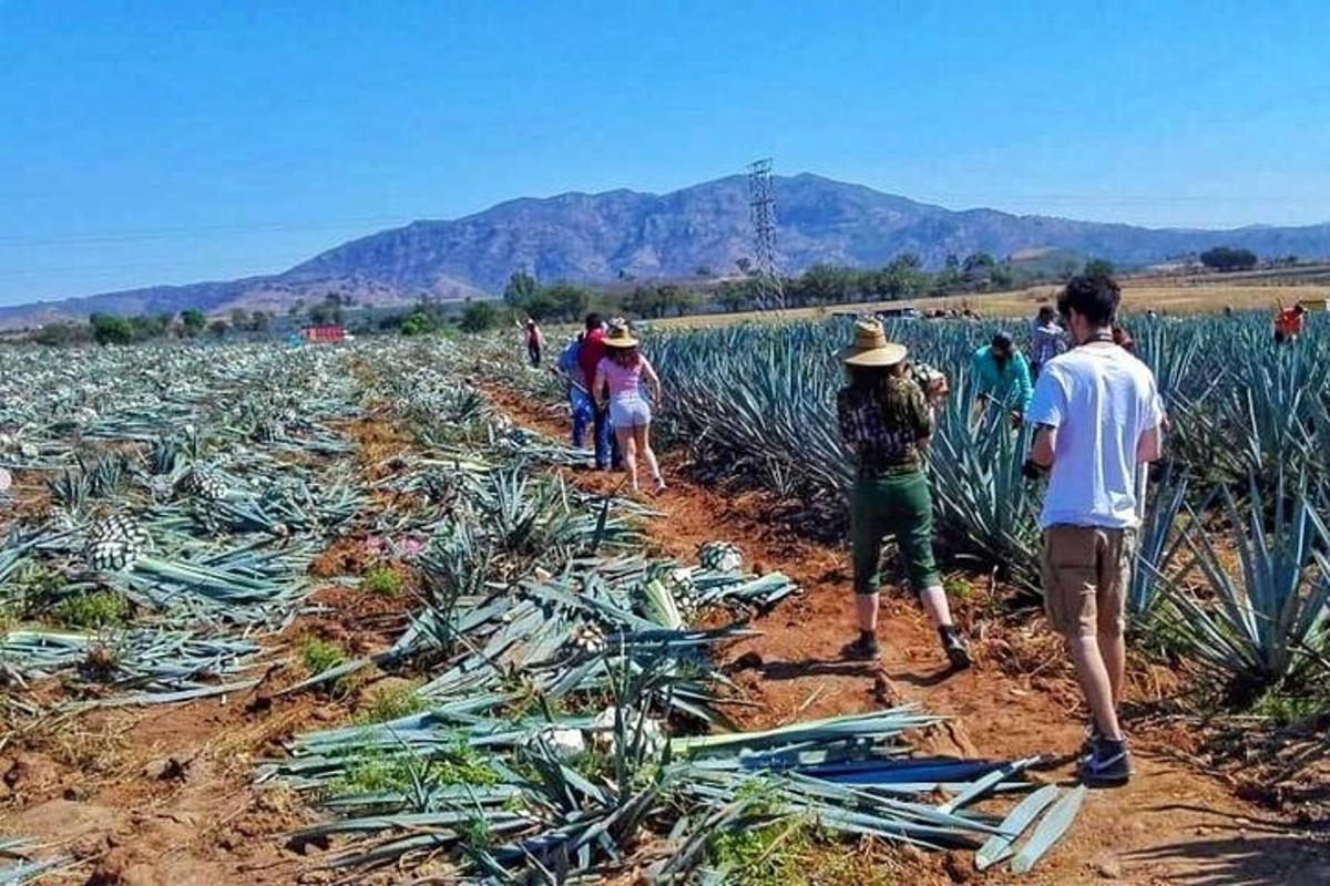 sekelompok orang berdiri di ladang jagung