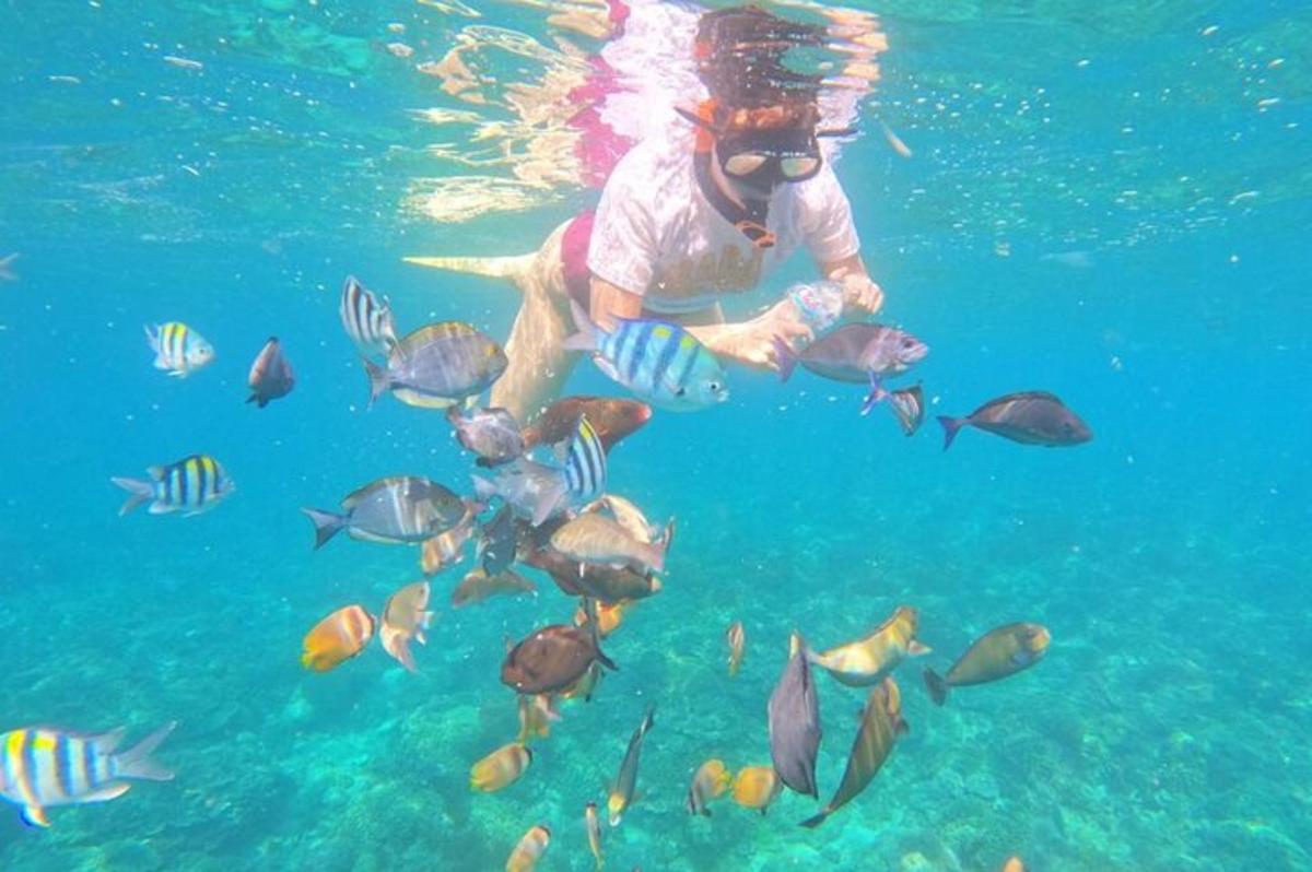 seseorang berenang di dalam air dengan ikan
