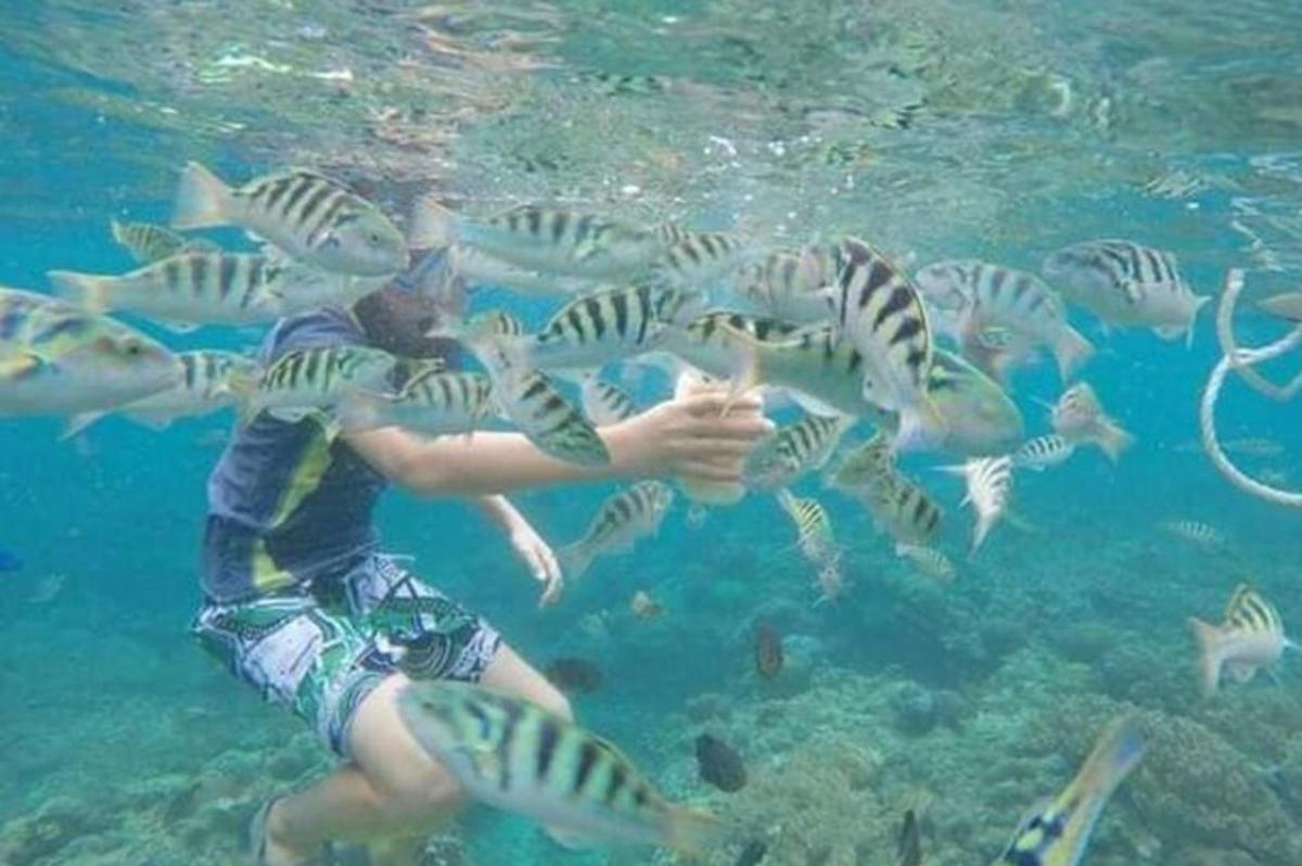 seseorang yang memberi makan sekumpulan ikan di dalam air