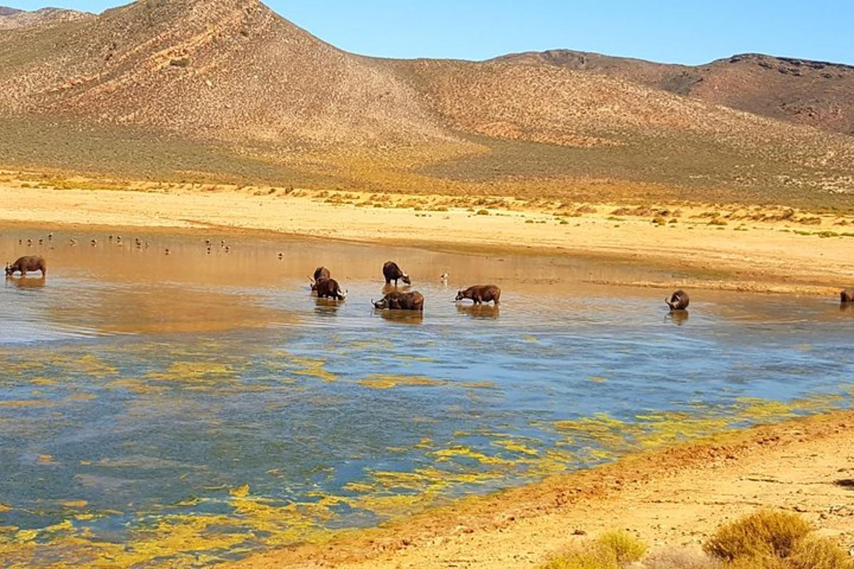 een kudde olifanten in een waterlichaam