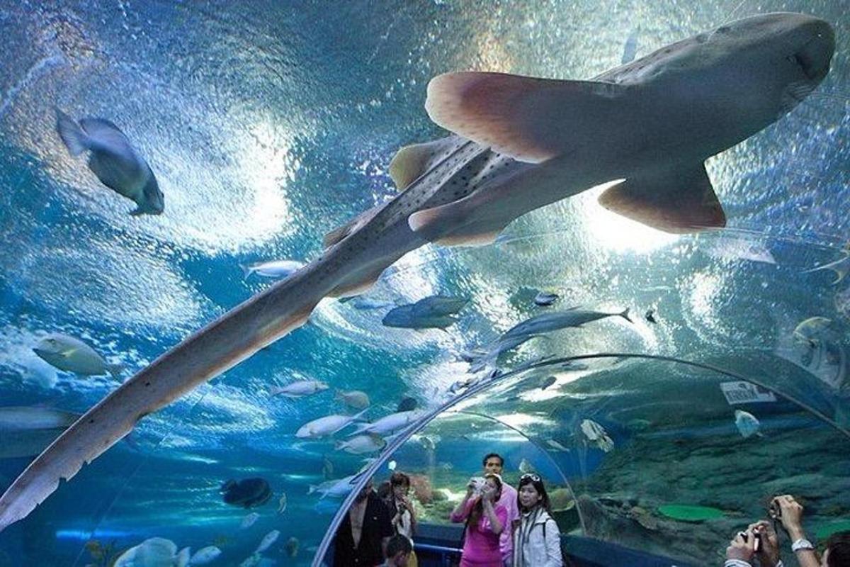 people taking pictures of fish in an aquarium