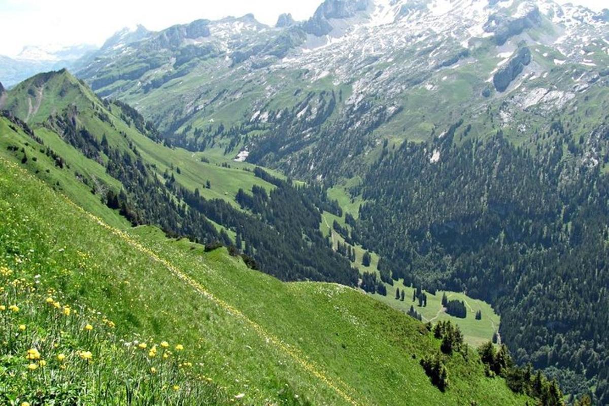 una collina verde con alberi e una montagna