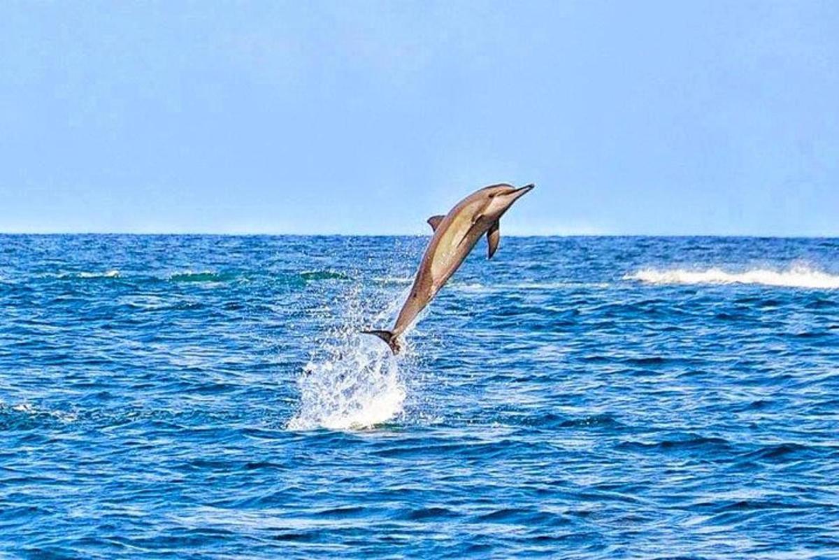 a dolphin jumping out of the water in the ocean