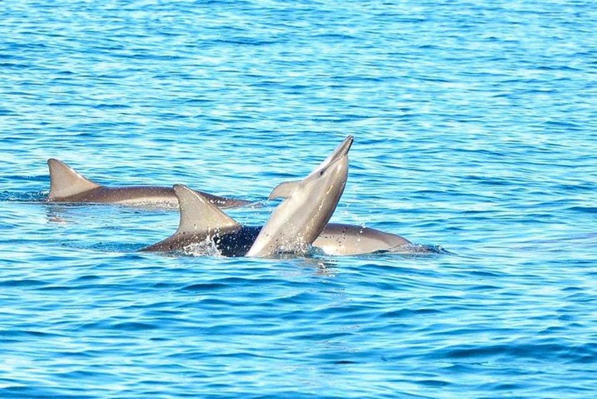 a group of dolphins swimming in the water