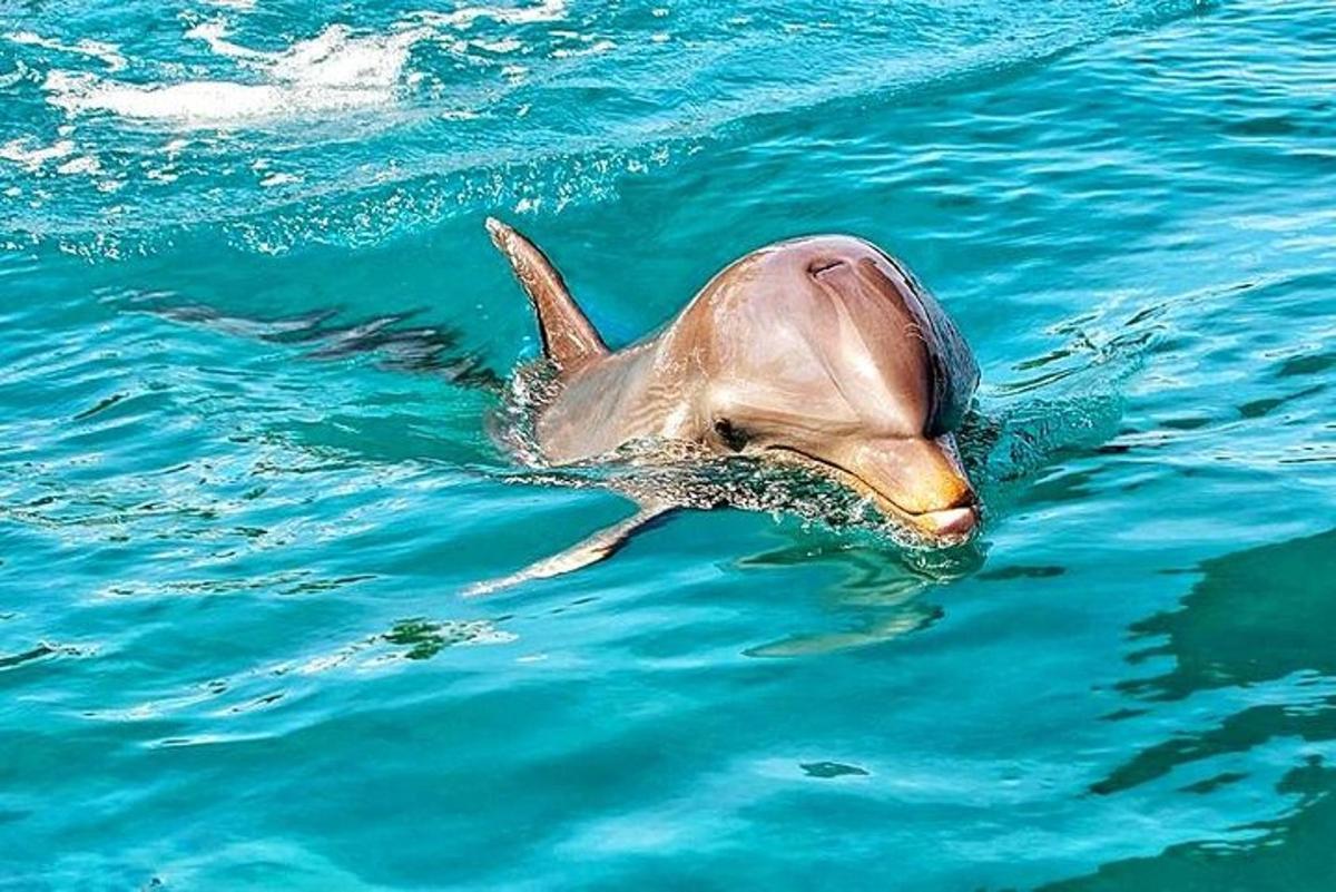 a dolphin is swimming in the water