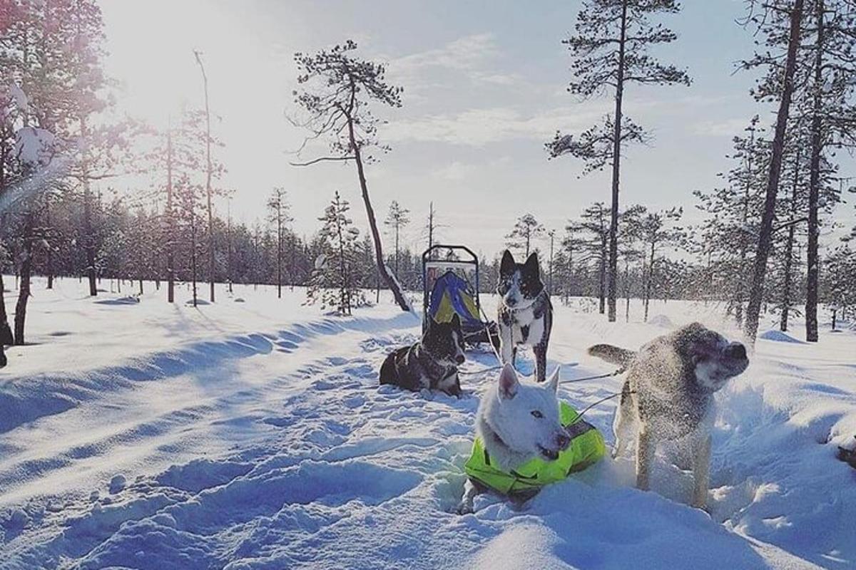 two dogs are standing in the snow with a sled