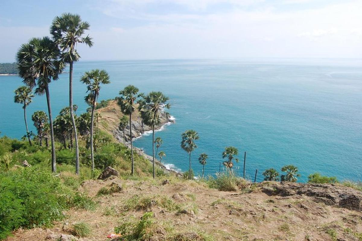a group of palm trees on a hill next to the ocean