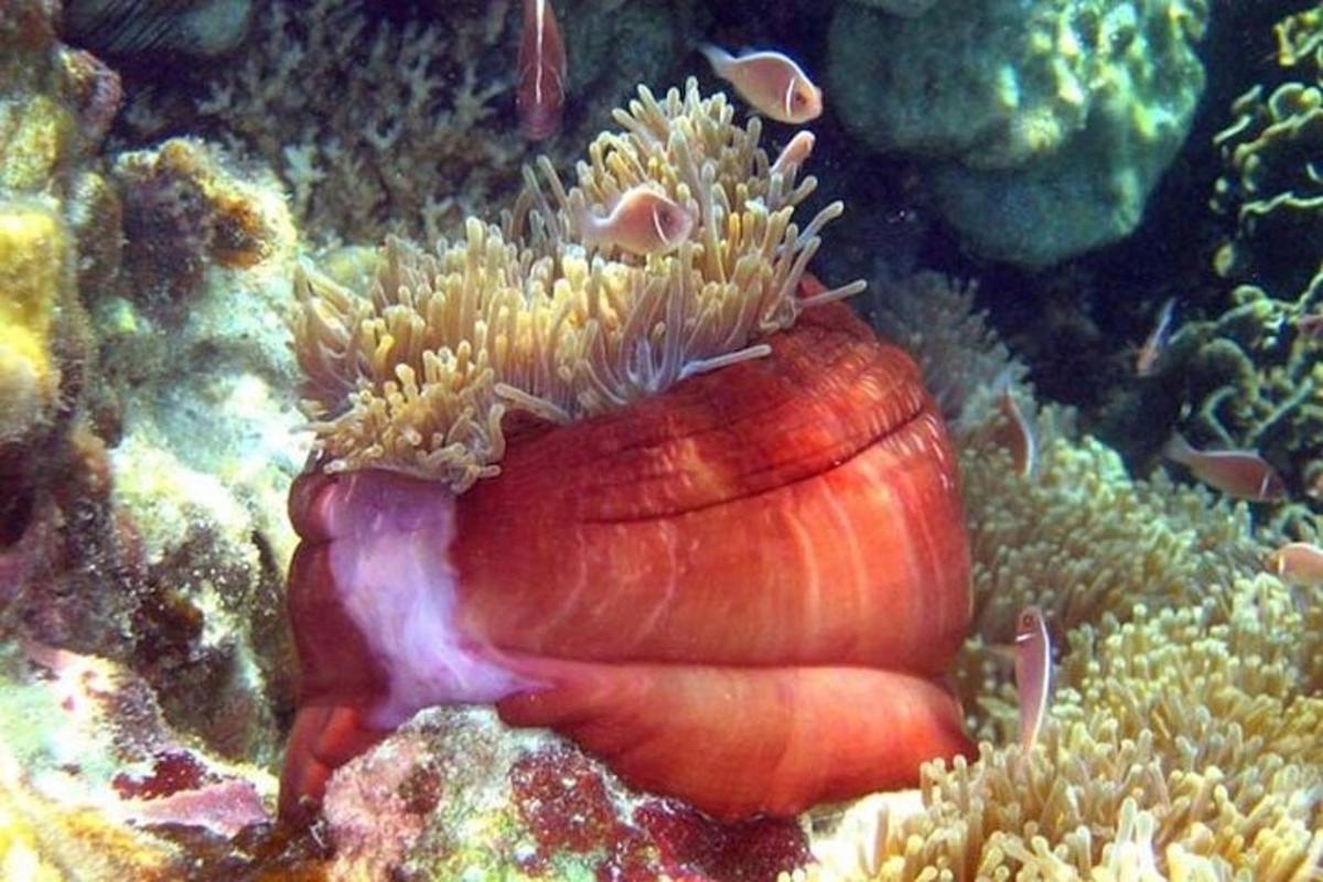 isang sea shell na may anemoxin sa isang coral reef