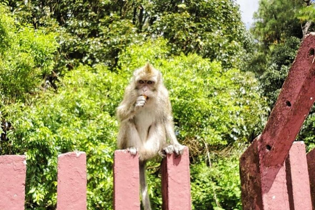 a monkey sitting on top of a fence