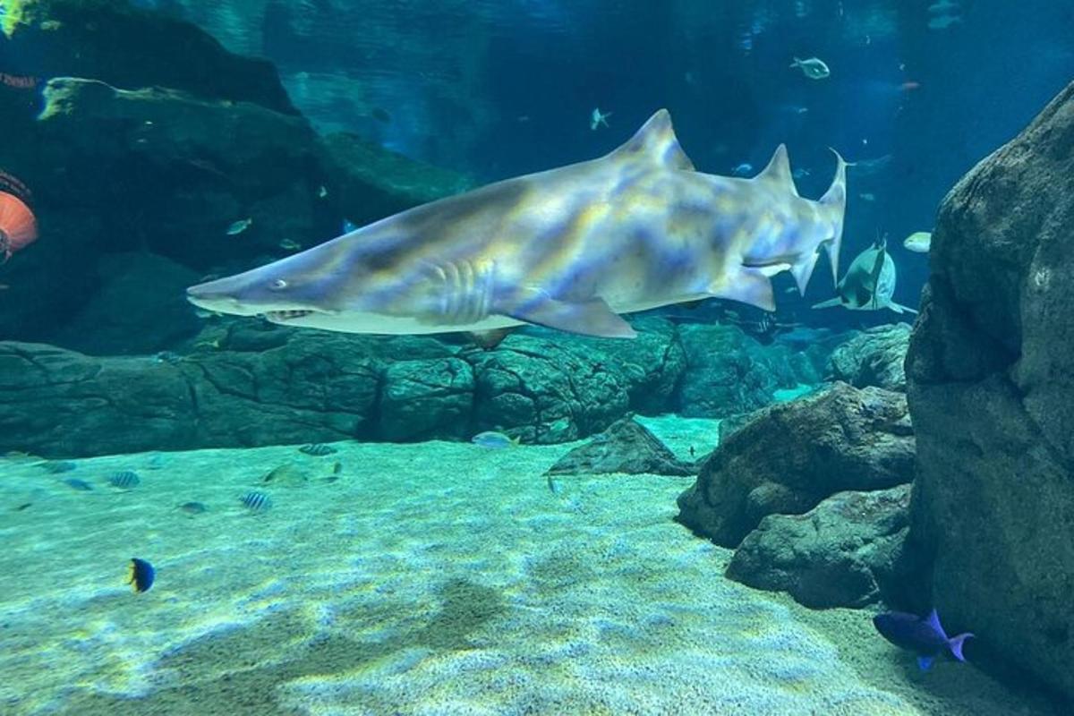 ein großer Fisch, der in einem Aquarium schwimmt