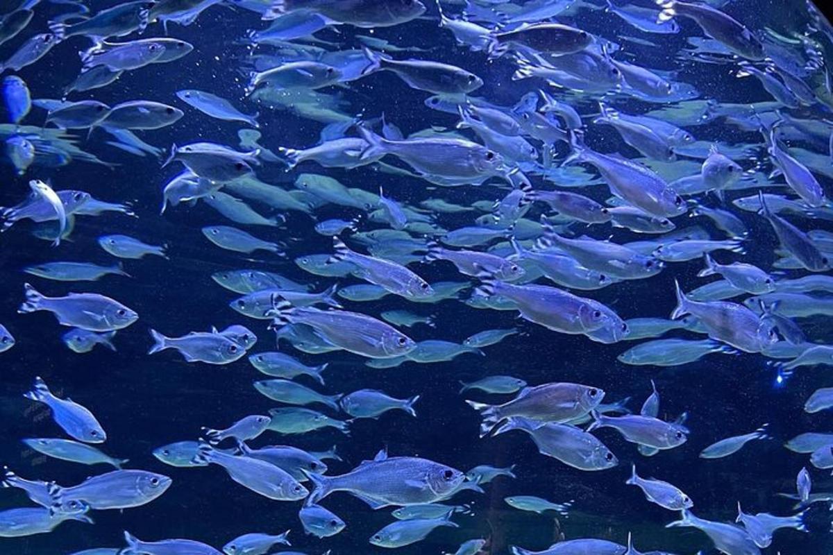 eine große Gruppe von Fischen im Wasser