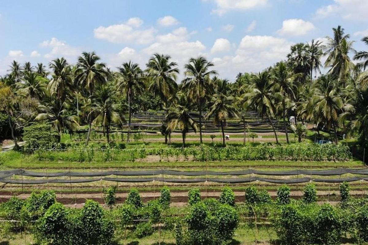 un campo con palmeras al fondo