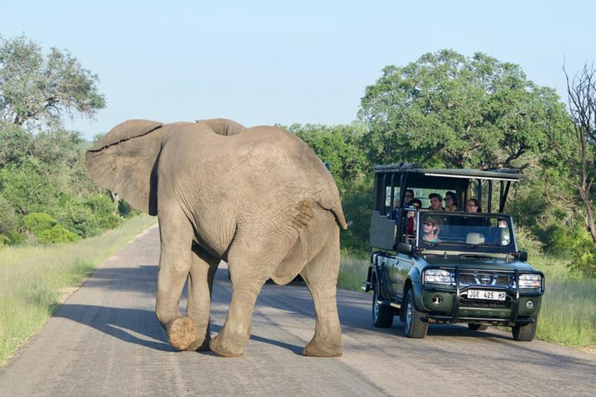 Un elefante caminando por una carretera al lado de un vehículo.