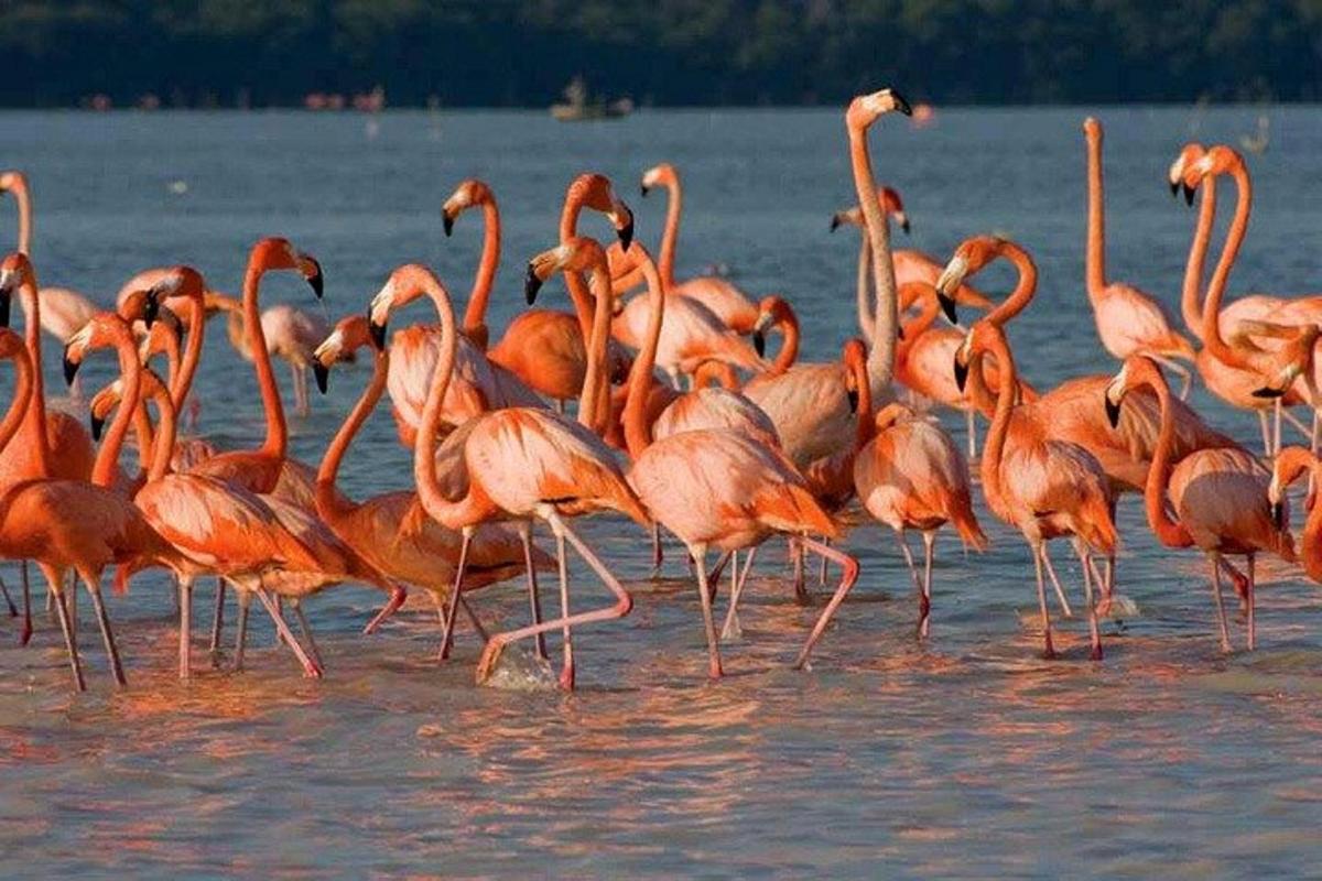 Hópur af bleikum flamingóum gengur í vatninu