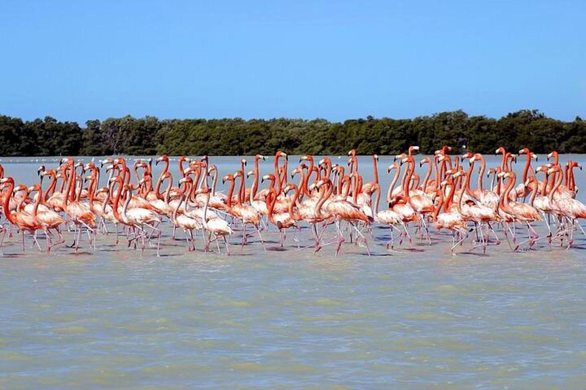 a flock of flamingos standing in the water