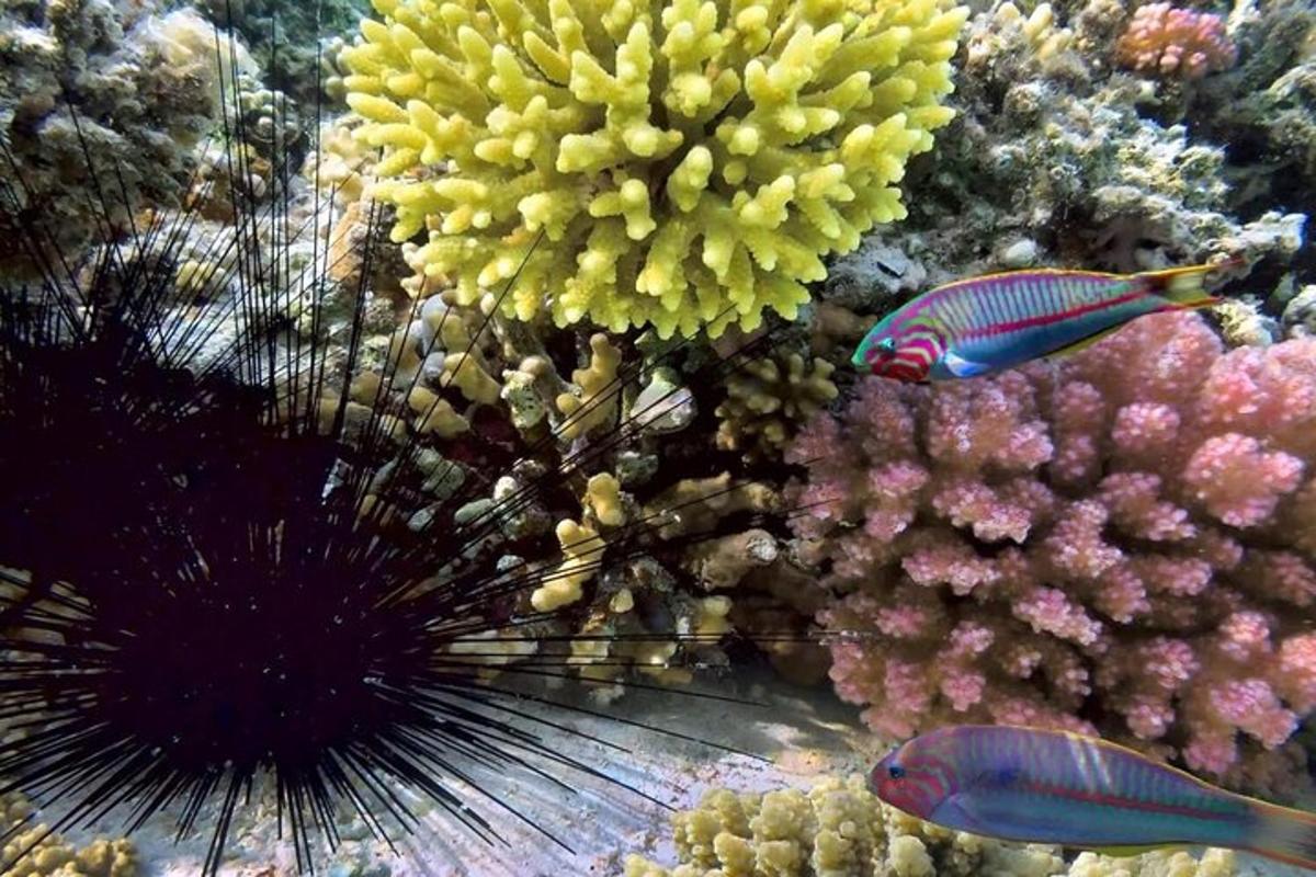 ikan dan invertebrata di terumbu karang