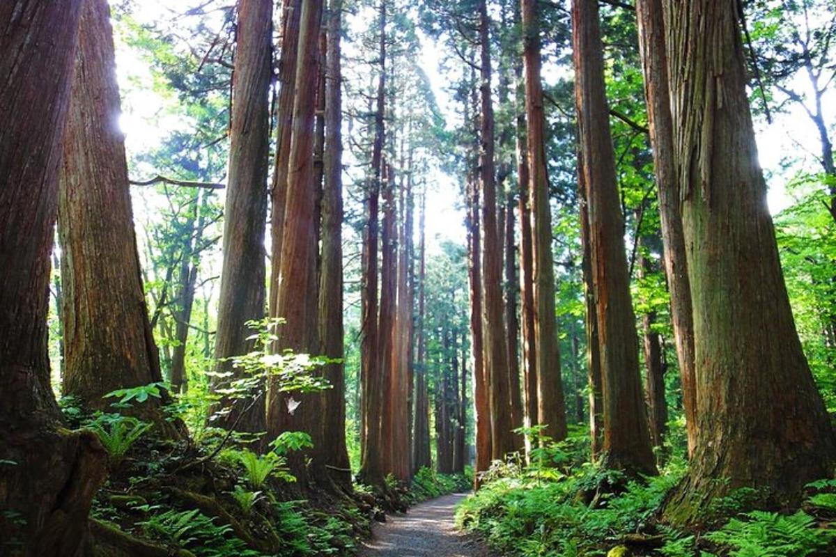 a path through a forest with tall trees