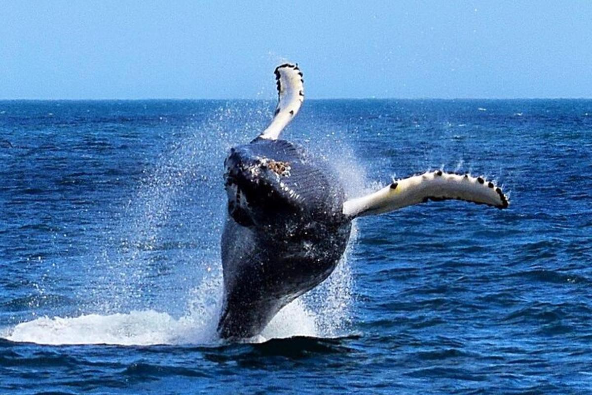 Fotografia da atração 5