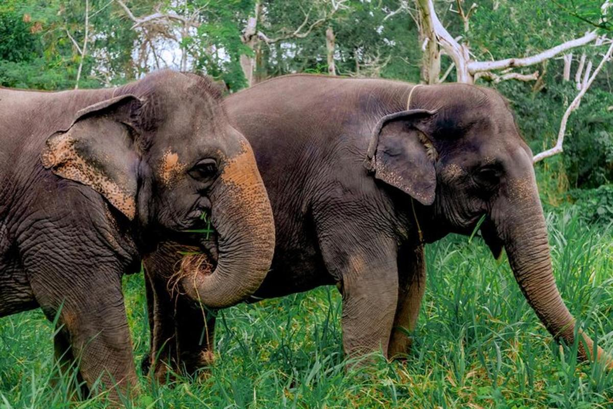 dua ekor gajah berdiri di padang rumput tinggi