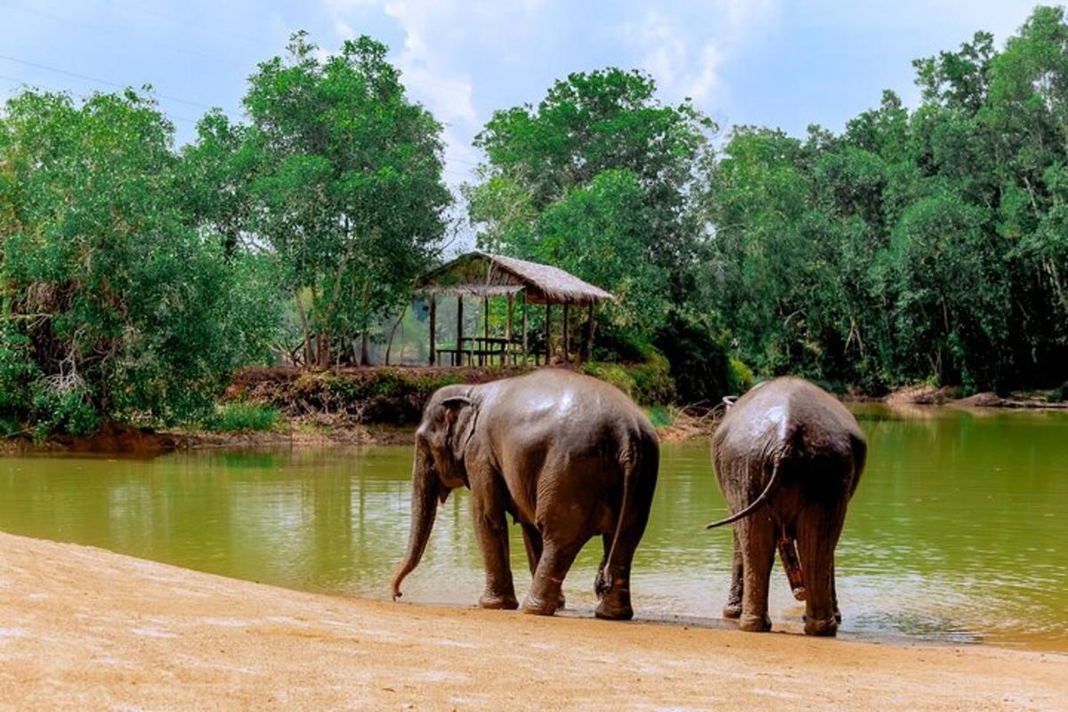dua ekor gajah berjalan di dalam badan air