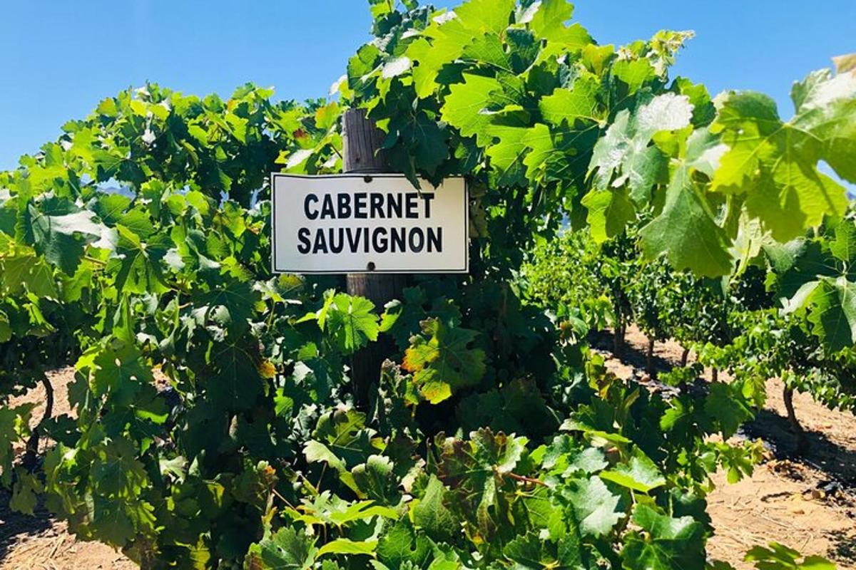 a sign in the middle of a bunch of vines