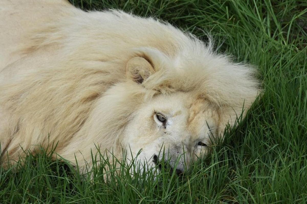 a white lion laying in the grass