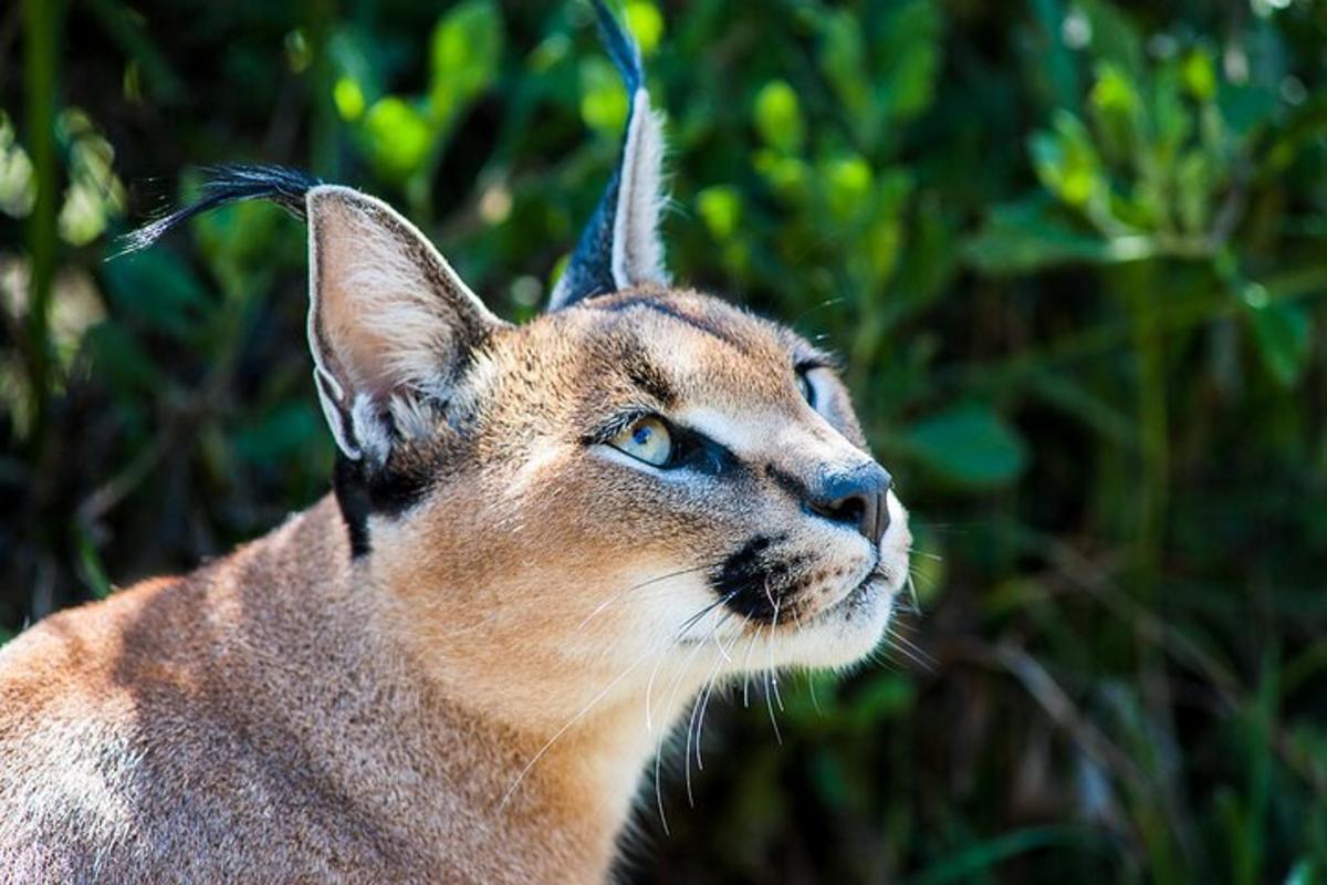 a close up of a cat looking up
