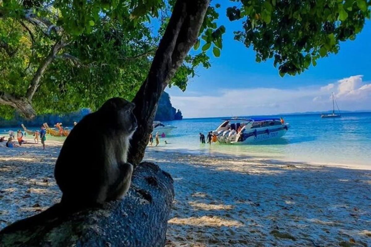 en katt som sitter på et tre på en strand