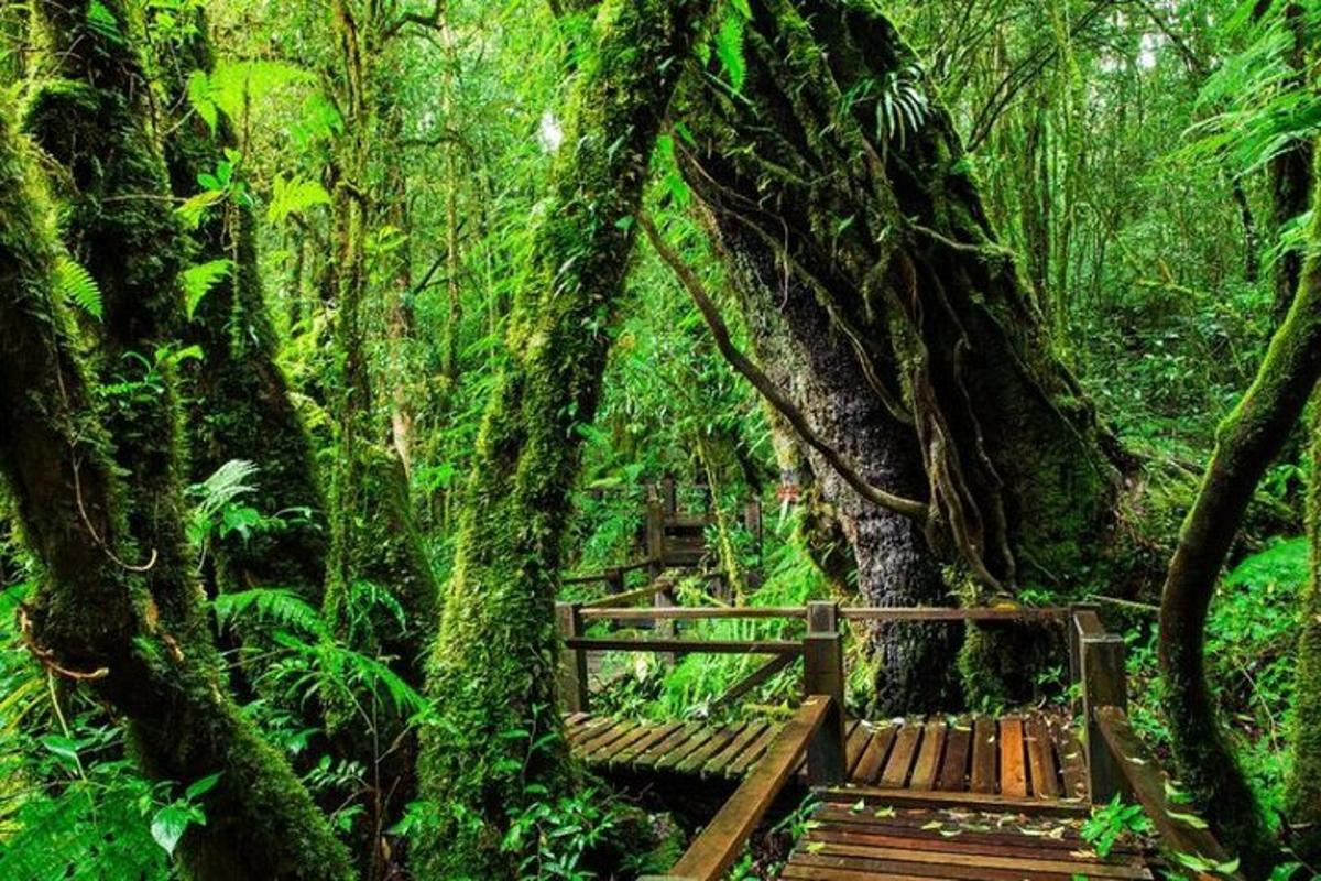 a wooden bridge in a lush green forest