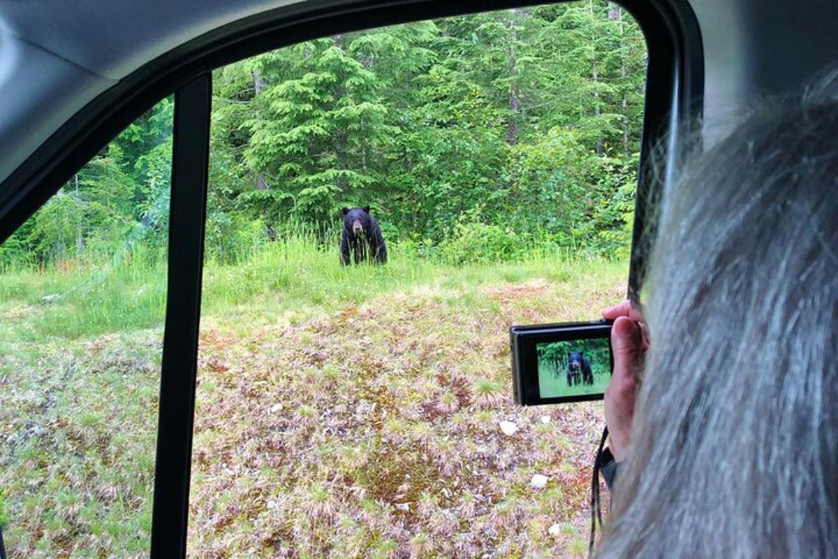 una persona che scatta una foto di una mucca nera dal finestrino di un'auto