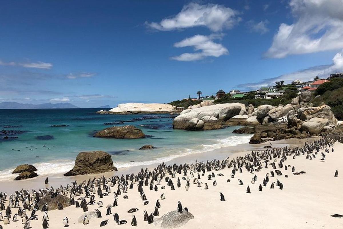 sekawanan penguin berdiri di pantai
