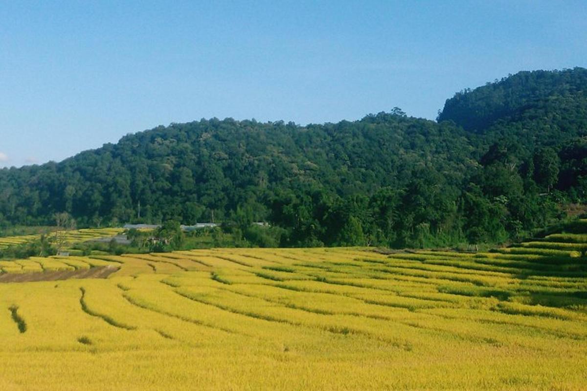 um grande campo amarelo com uma montanha ao fundo