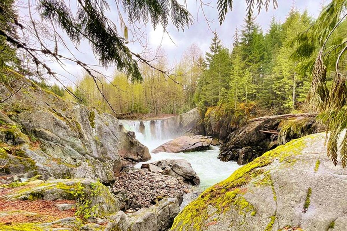 juga metsas, kus on kivid ja puud