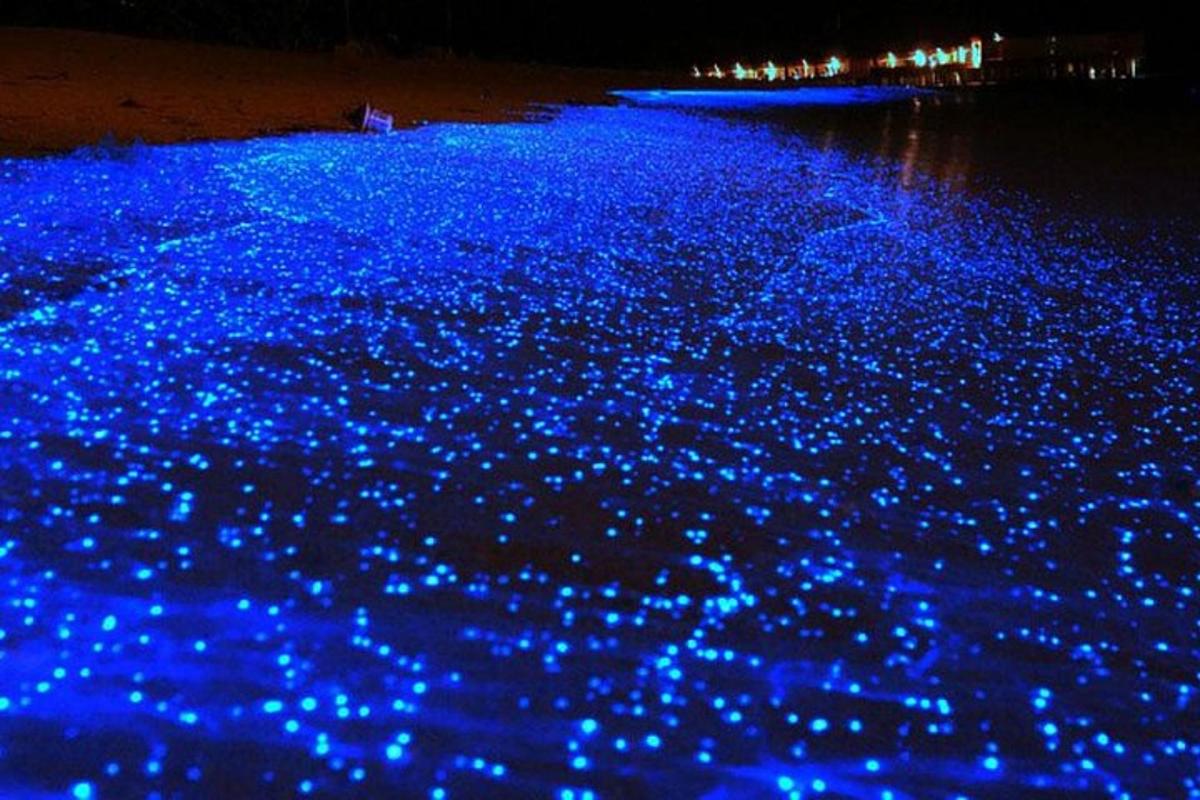 eine Gruppe blauer Lichter im Wasser bei Nacht