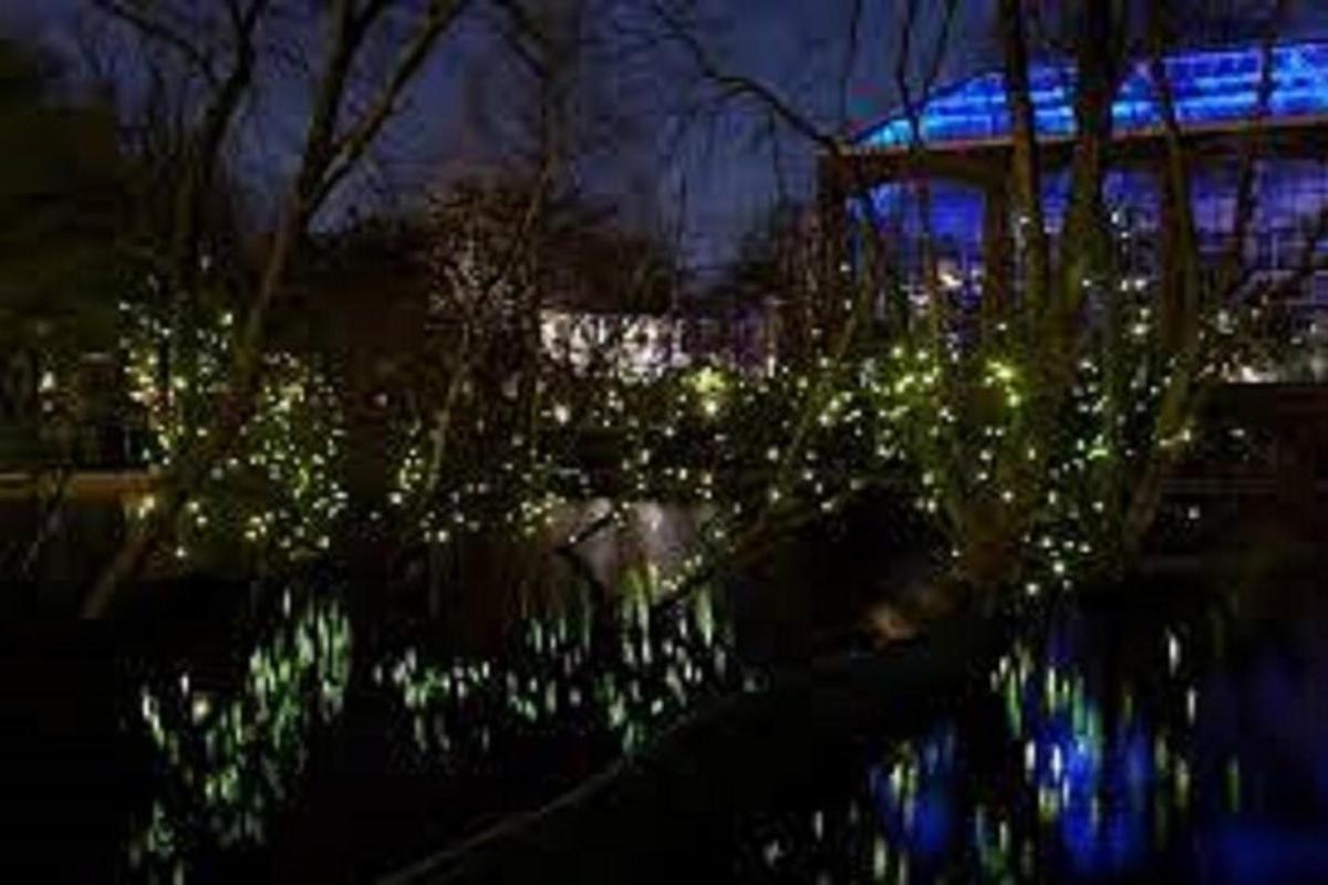 a night view of a garden with lights