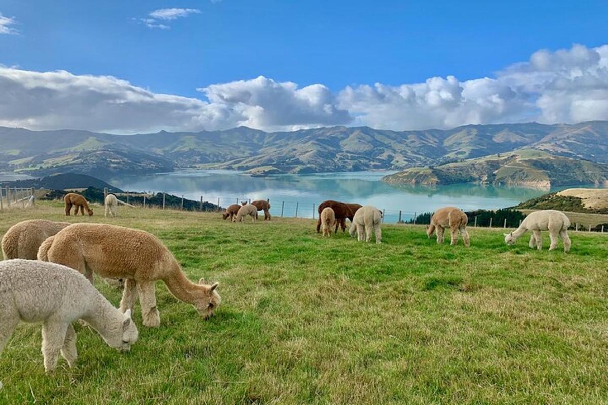 Fotografia da atração 5