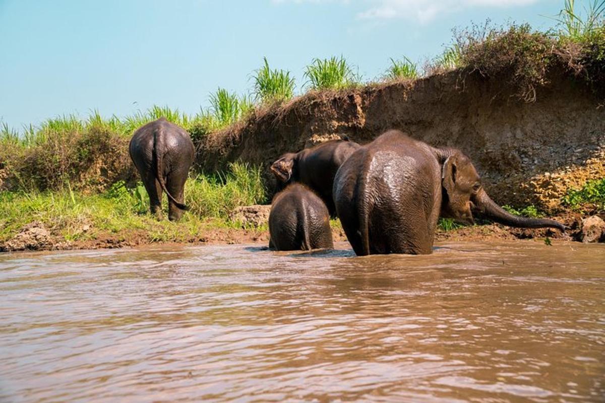 sekumpulan gajah berdiri di dalam air